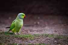 Spring Hill: Parrot, bird, green parrot