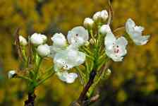 Spring Hill: White, pear tree, pear blossoms