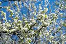 Spring Hill: flower wallpaper, white flowers, plum blossoms
